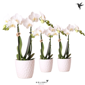 Kolibri Orchids Phalaenopsis white 2 spike in Honey pot