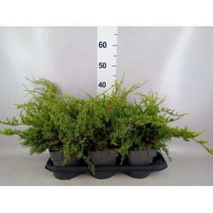 Juniperus squamata 'Holger'