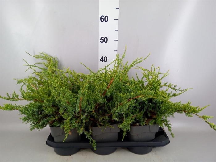 <h4>Juniperus squamata 'Holger'</h4>