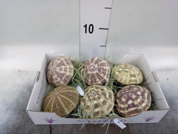 <h4>Tillandsia</h4>