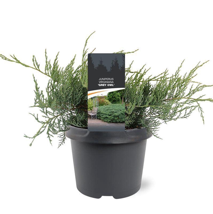 <h4>Juniperus virginiana Grey Owl</h4>