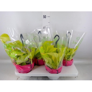 Epipremnum pinn. 'Golden Pothos' HG