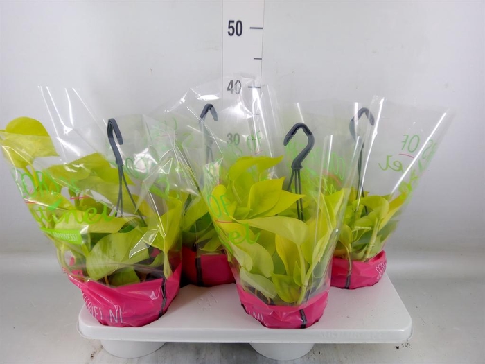 <h4>Epipremnum pinn. 'Golden Pothos' HG</h4>