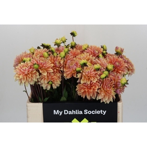 Dahlia Kick Off