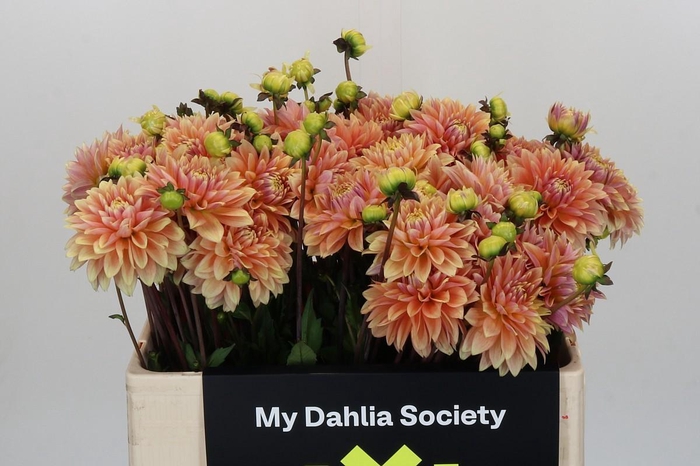 <h4>Dahlia Kick Off</h4>