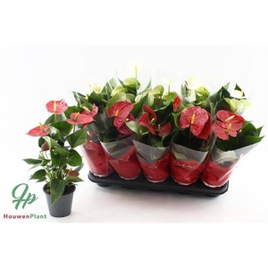 ANTHURIUM RED/WHITE P12