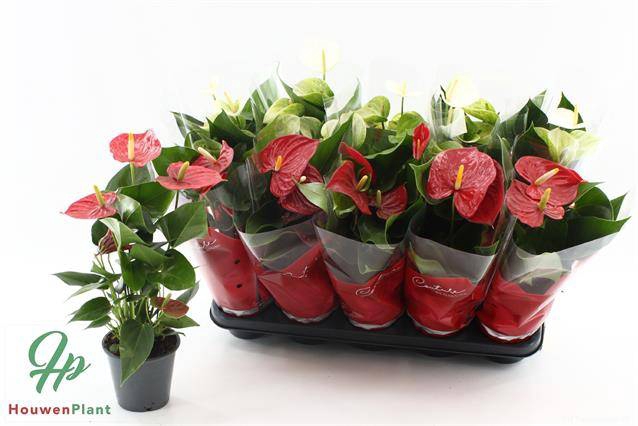 <h4>ANTHURIUM RED/WHITE P12</h4>