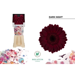 Germini Dark Night Diamond