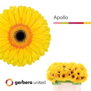 Ge Gr Apollo