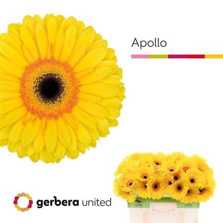 <h4>Ge Gr Apollo</h4>