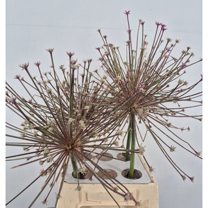 ALLIUM SCHUBERTI ZAADDOOS