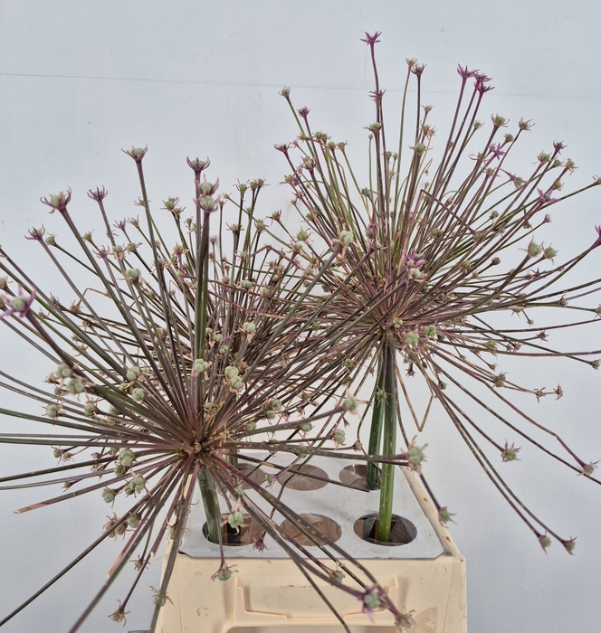 <h4>ALLIUM SCHUBERTI ZAADDOOS</h4>
