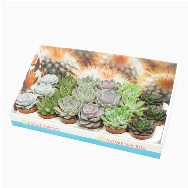 <h4>Echeveria mix 8,5 cm in presentatiedoos</h4>