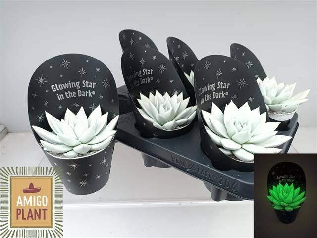 <h4>ECHEV MIRANDA</h4>