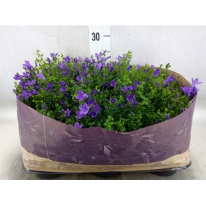 Campanula porten. 'Blueone'