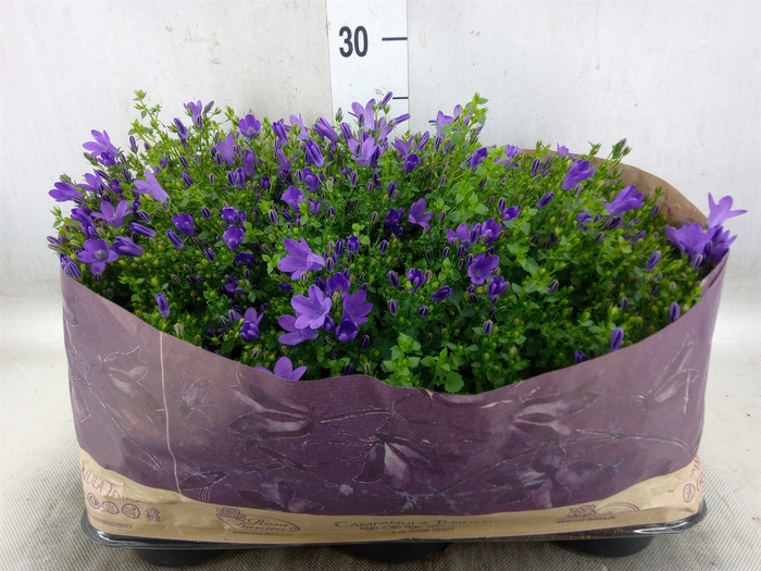 <h4>Campanula porten. 'Blueone'</h4>