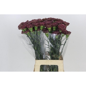 Dianthus St Copper Extasis