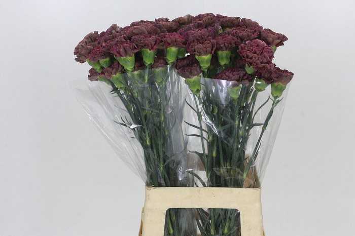 <h4>Dianthus St Copper Extasis</h4>