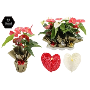 Anthurium 17 cm Red & White in Rondello gold + bow Metallic mix