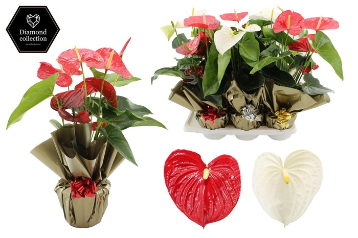 <h4>Anthurium 17 cm Red & White in Rondello gold + bow Metallic mix</h4>