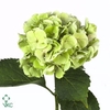Hydrangea verena classic