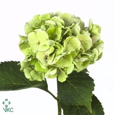 Hydrangea verena classic
