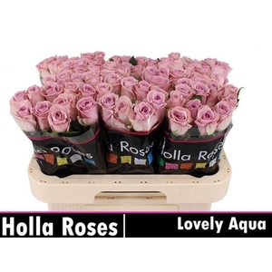 R Gr Lovely Aqua!