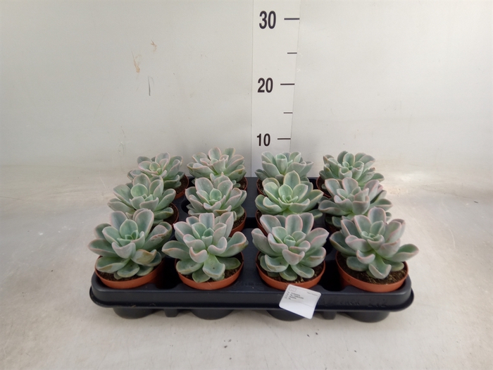 <h4>Echeveria   ...</h4>