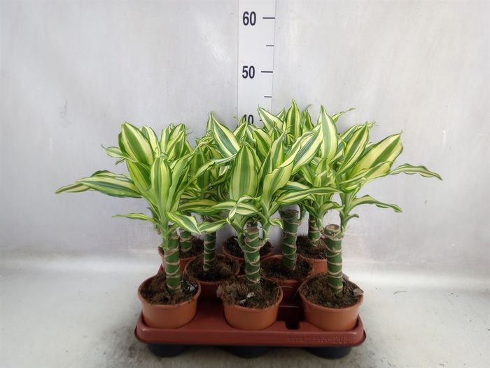 <h4>Dracaena frag. 'Yellow Coast'</h4>