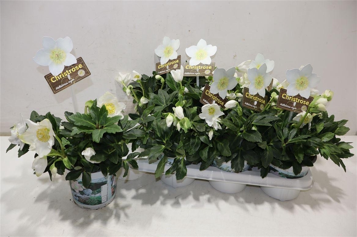 <h4>Hell Ni Hgc Jesko</h4>