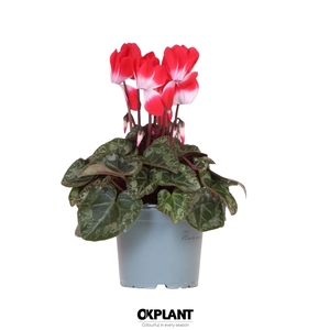 Cyclamen Indiaka red