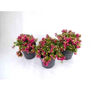 Gaultheria
