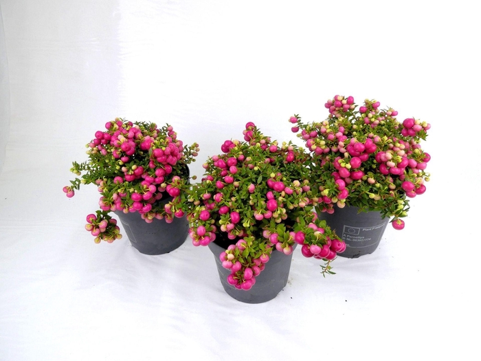<h4>Gaultheria</h4>