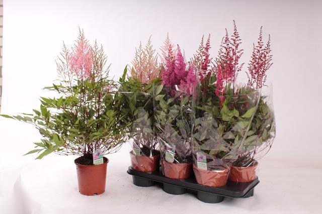 <h4>ASTILB GEM 3 KL</h4>