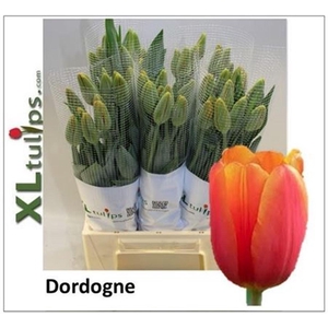 Tu En Fr Dordogne 52cm