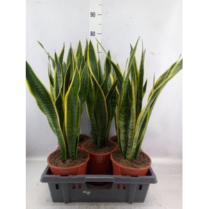 Sansevieria trifa. 'Laurentii'