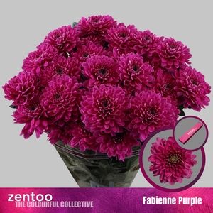Chrysanthemum Indicum Grp tros Fabienne Purple