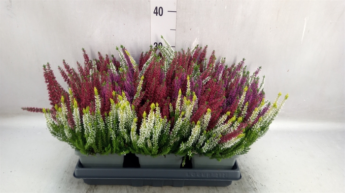 <h4>Calluna vulg. 'Beauty L'  ..mix</h4>