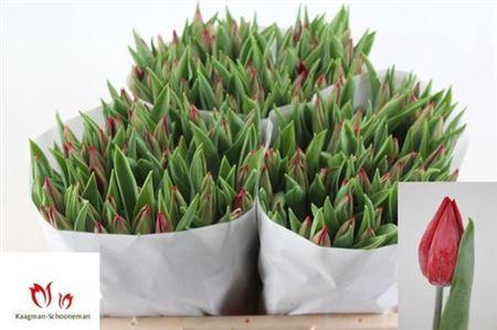 <h4>Tu En Strong Love</h4>