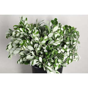 Pittosporum Ralphy Bs