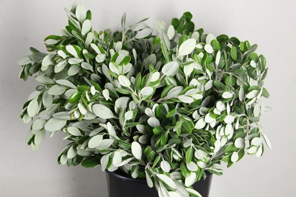 <h4>Pittosporum Ralphy Bs</h4>