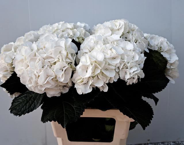 <h4>HYDR M IVOOR</h4>