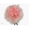 DI ST PINK BIZET