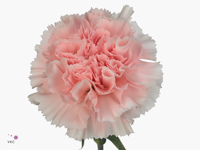 DI ST PINK BIZET