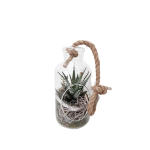 Arr.   Kamerplant Groen L%