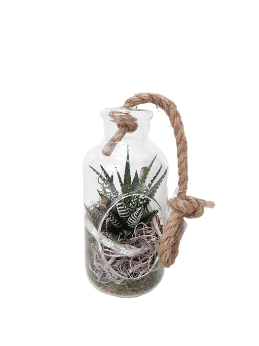 <h4>Arr.   Kamerplant Groen L%</h4>