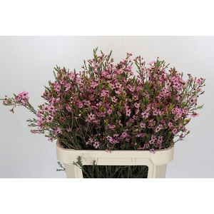 Chamelaucium megalopetalum 'Grand Adi'