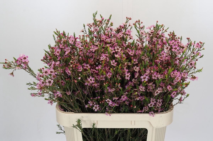 <h4>Chamelaucium megalopetalum 'Grand Adi'</h4>