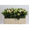 Paeonia Colonel Owen Cousins