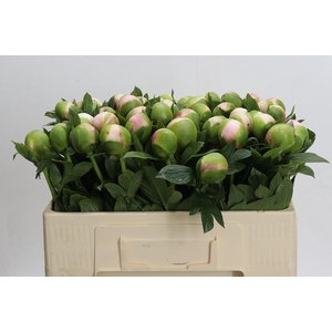 Paeonia Colonel Owen Cousins